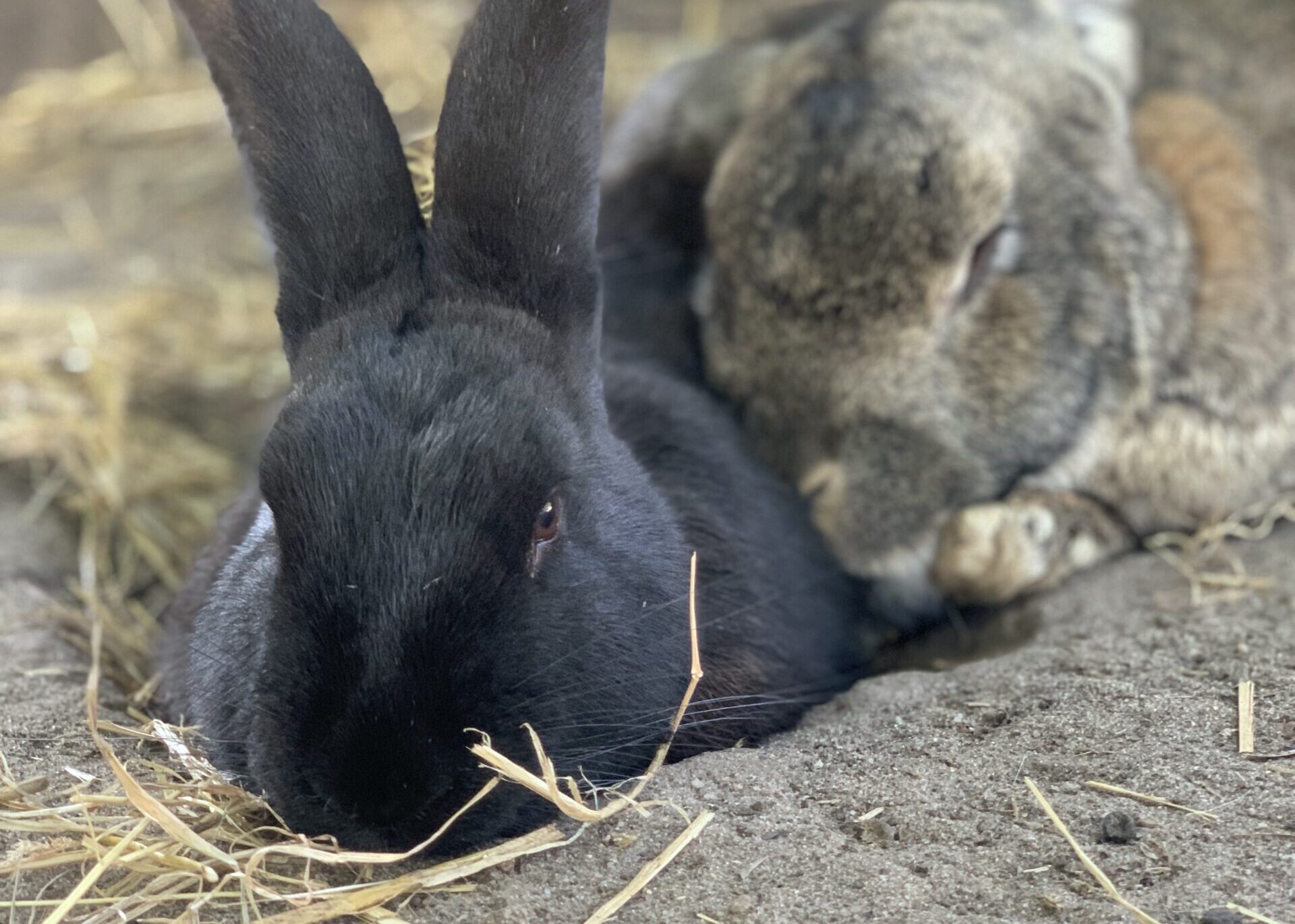 Visit the petting zoo