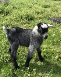 Gedekid på Verdenskortet